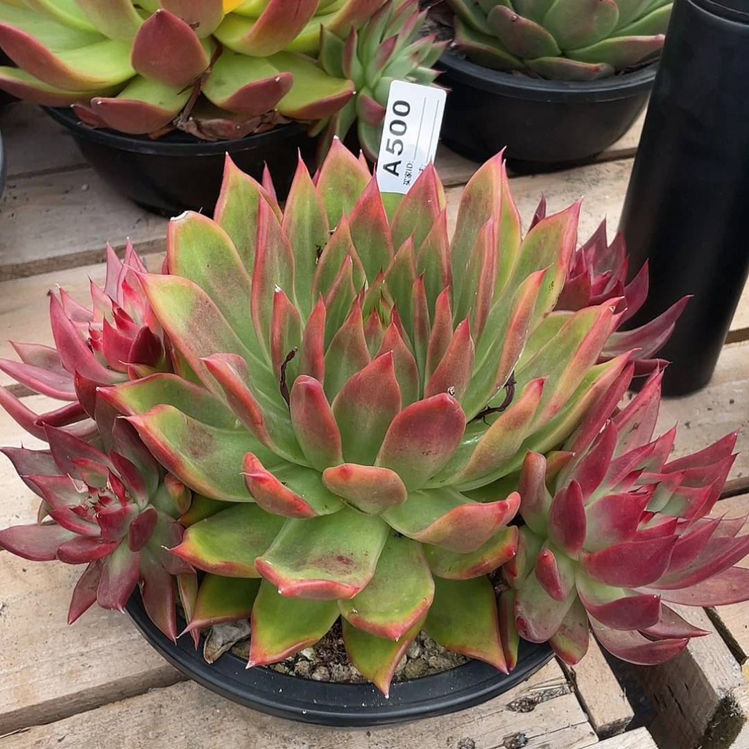 若如东云单拍A500