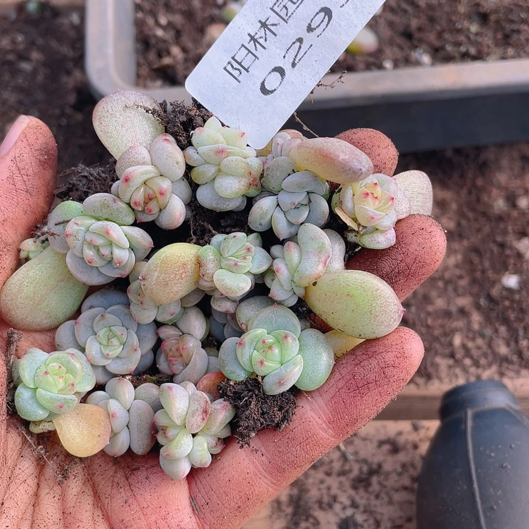 饼****多肉植物多肉植物293