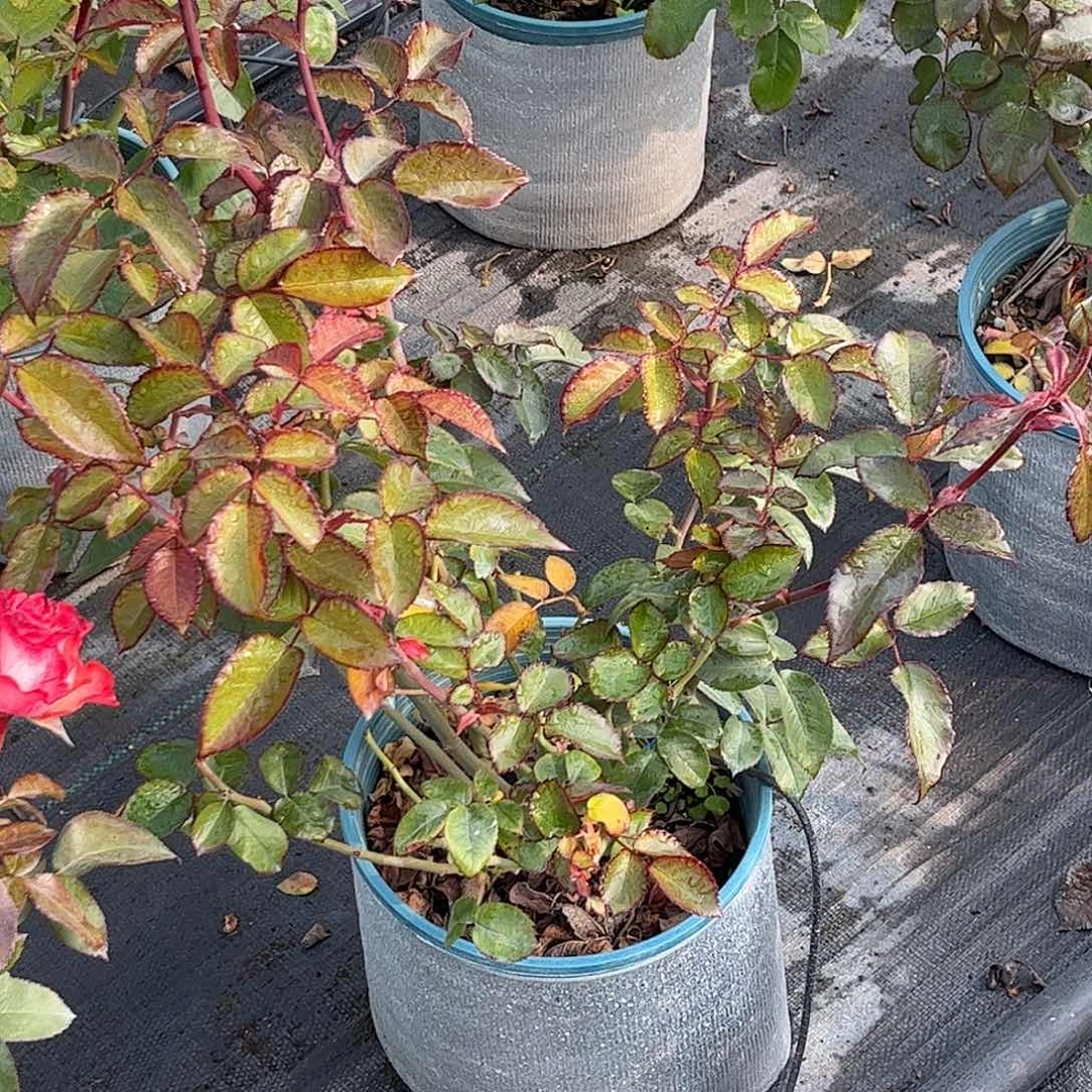 无花朵黑暗帝国鸡尾酒会，1.8加仑土球发货