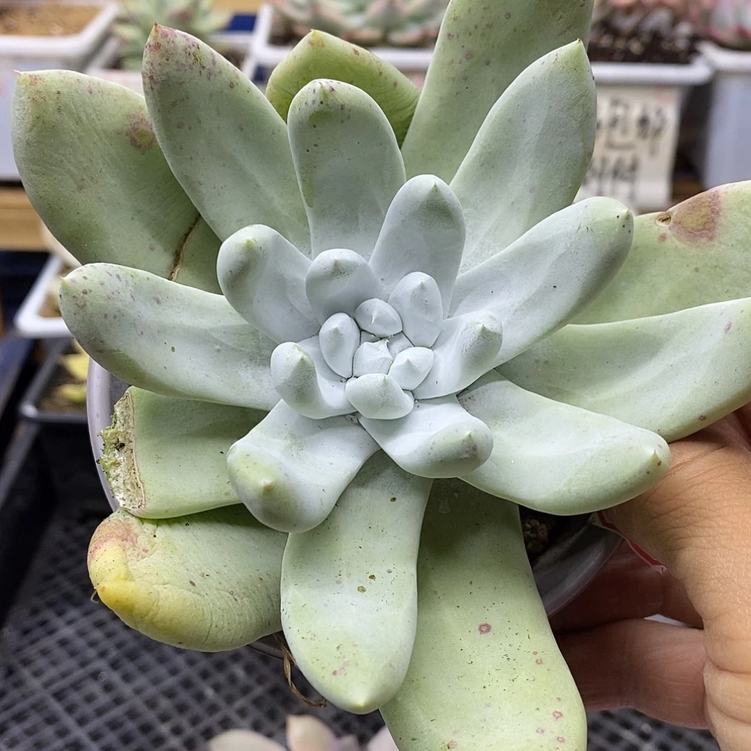 1523 拇指多肉植物
