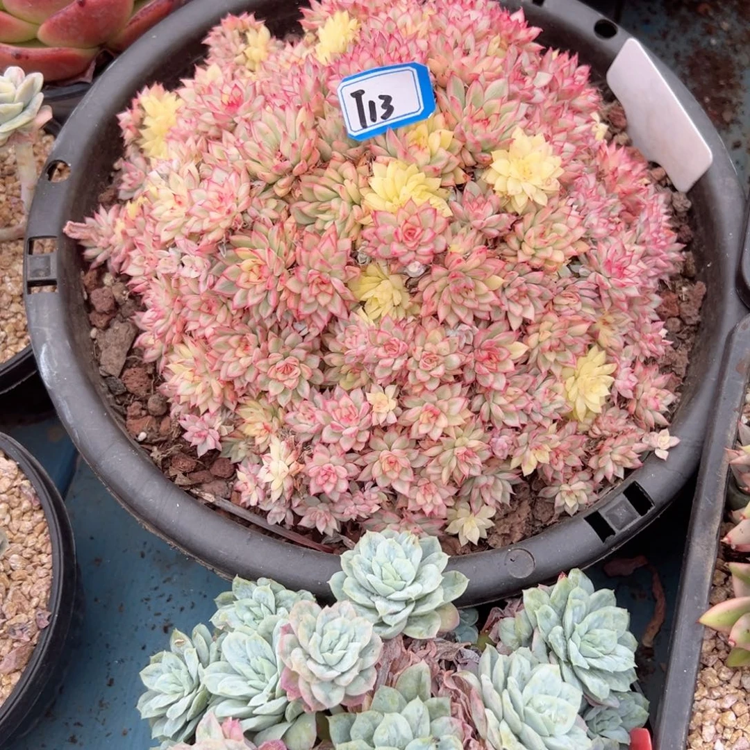 南***狗精品多肉植物老桩