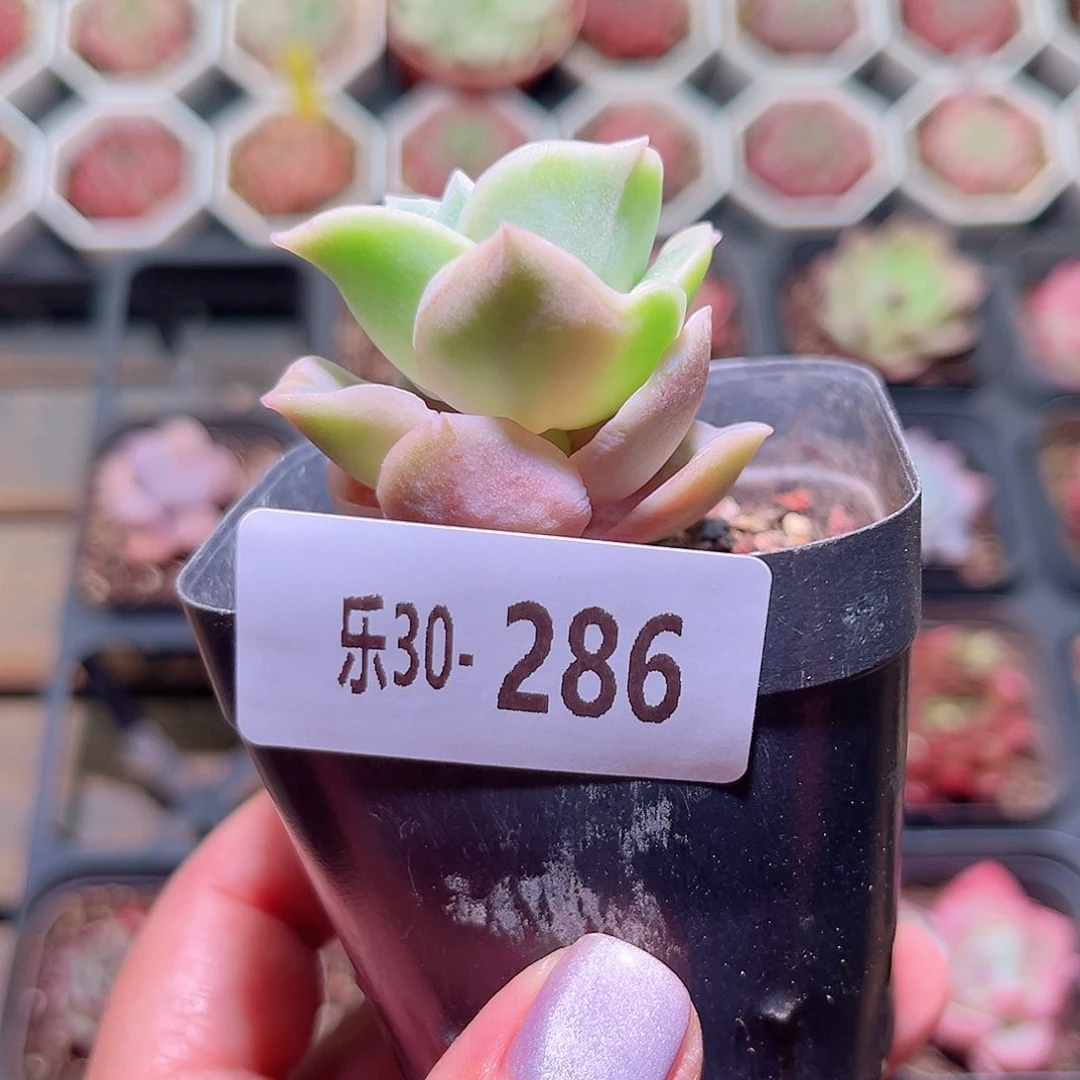 乐然30-286 可爱玫瑰