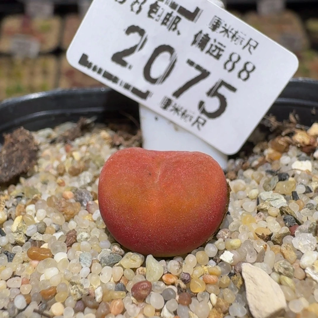 Sssss精品生石花2075