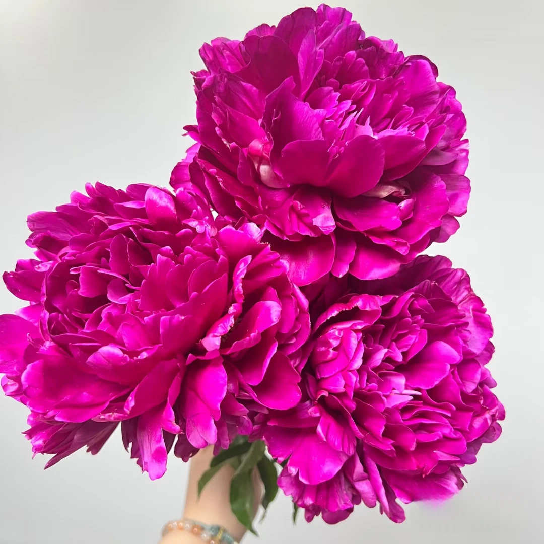 山河红，重瓣芍药花苗菏泽基地直发可盆栽可地栽