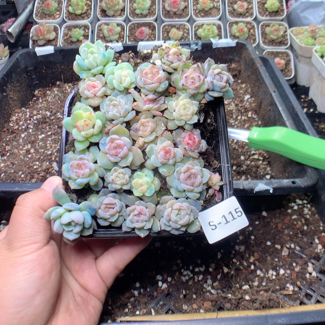 无花朵S115英语英语