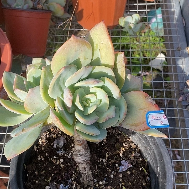 白凤血凤一物一拍