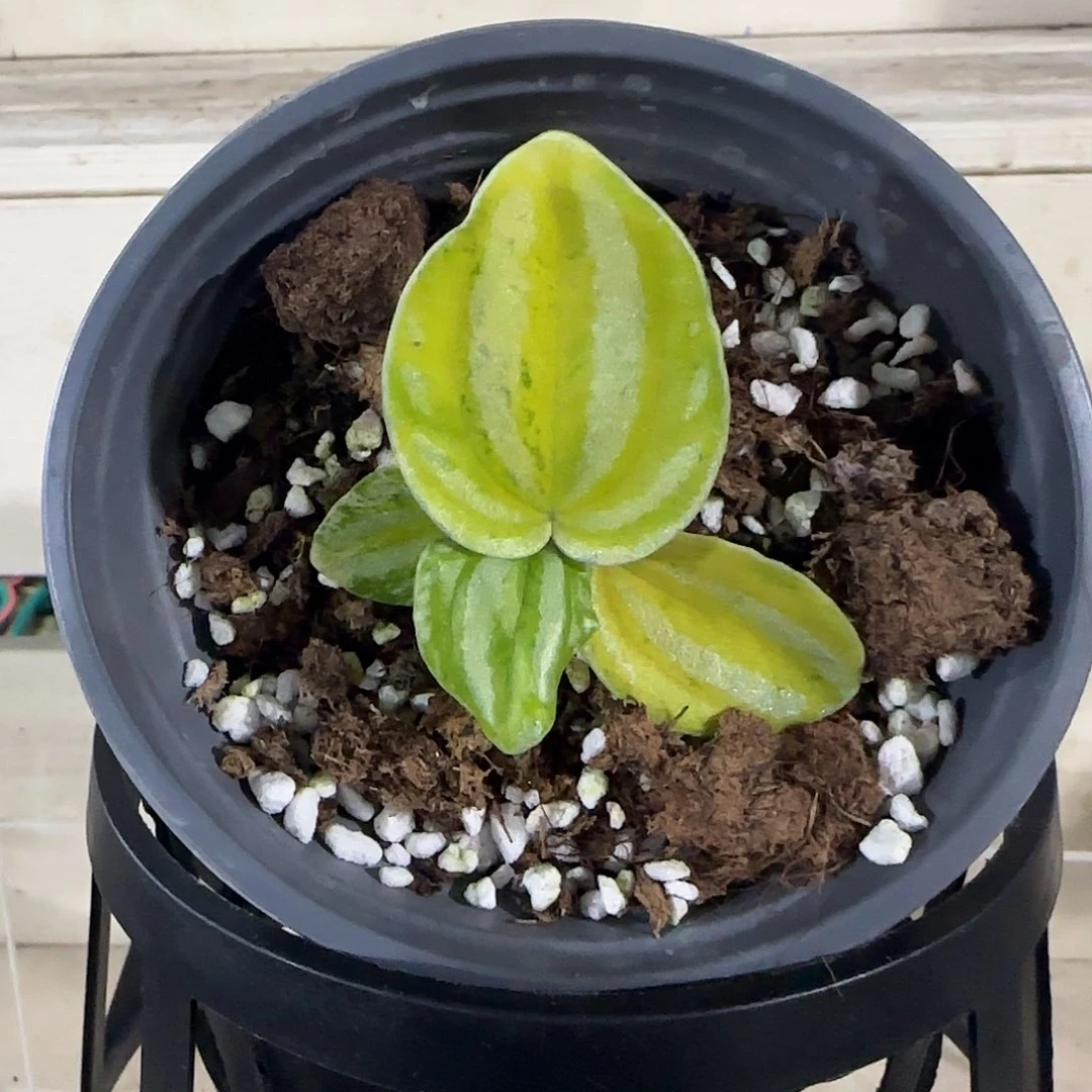 无花朵荧光西瓜焦草锦