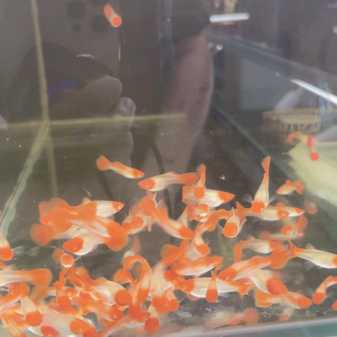 中国大陆鸿运当头两对