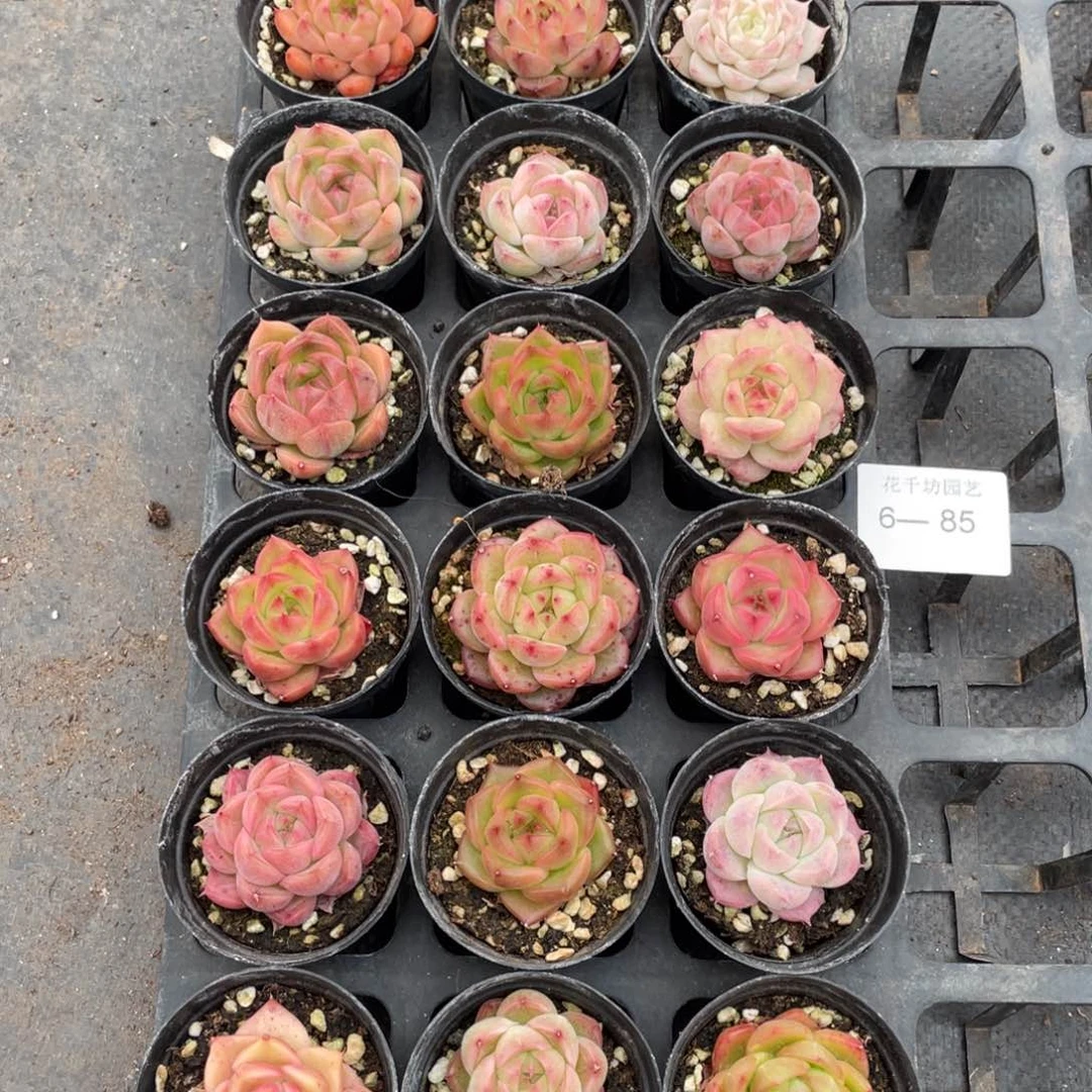 一物一拍18棵6-85