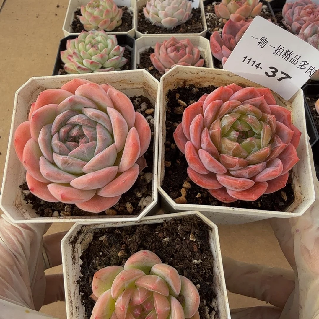 1114-37三颗多肉一物一拍