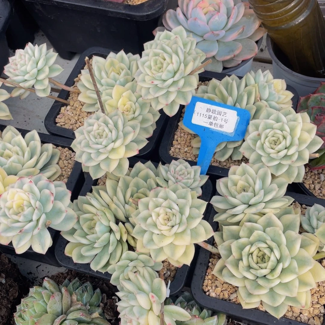 1115-1-开播福利飘支月亮仙子锦群生一颗