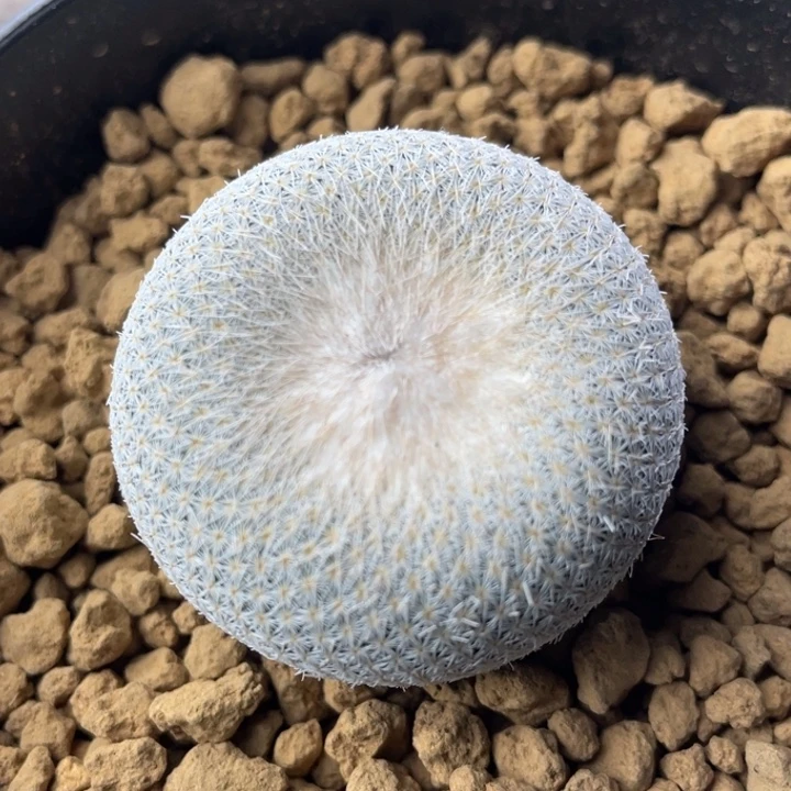 伊朗丸         实生根