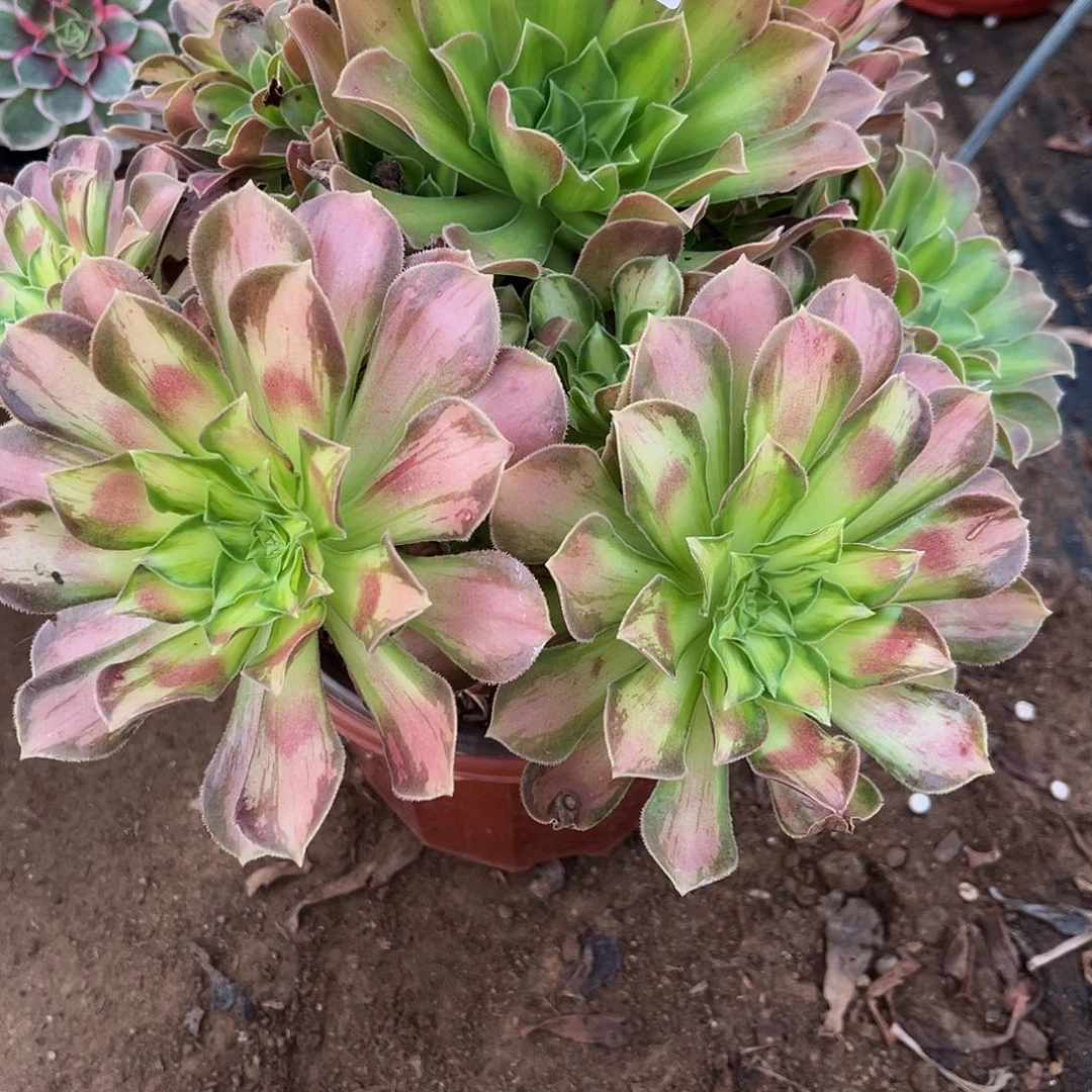 韶华火焰山一体439号