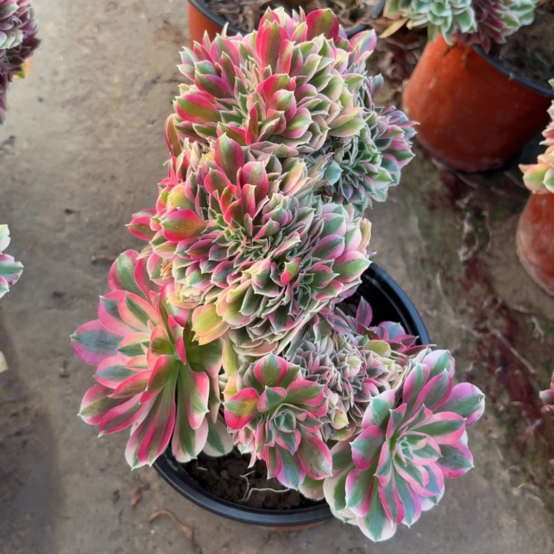 粉女巫缀化多肉植物