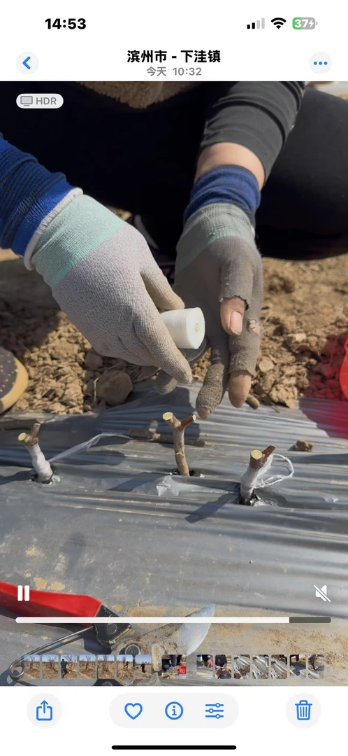 沾化冬枣油蟠脆冬枣接穗，新品种冬枣穗