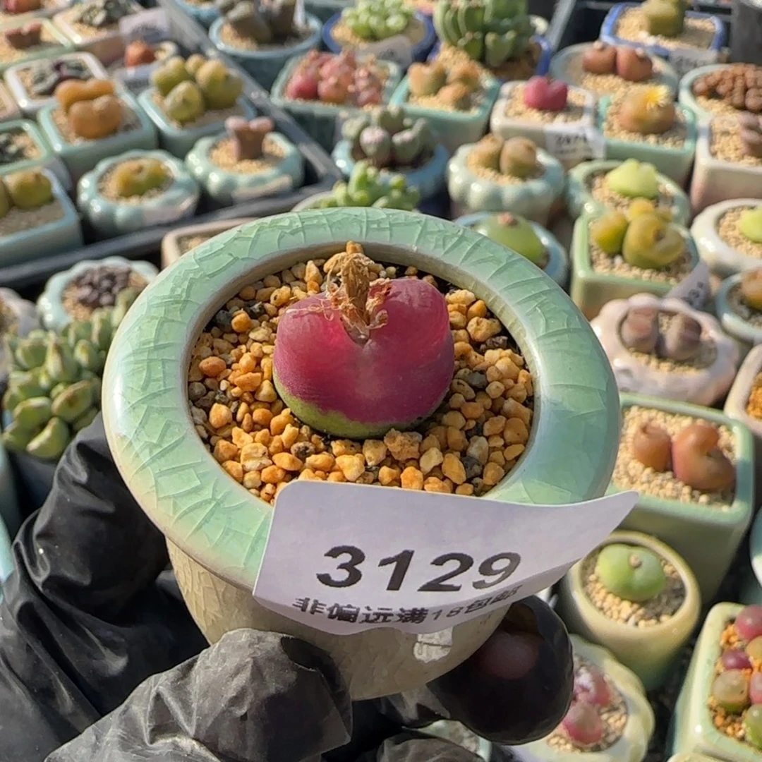 3129--一物一拍 带盆