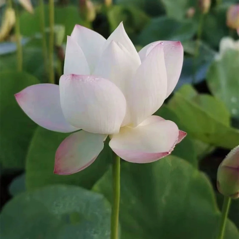 小型观赏荷花碗莲【海荷园】基地直发水生植物盆栽莲花香味耐热花卉