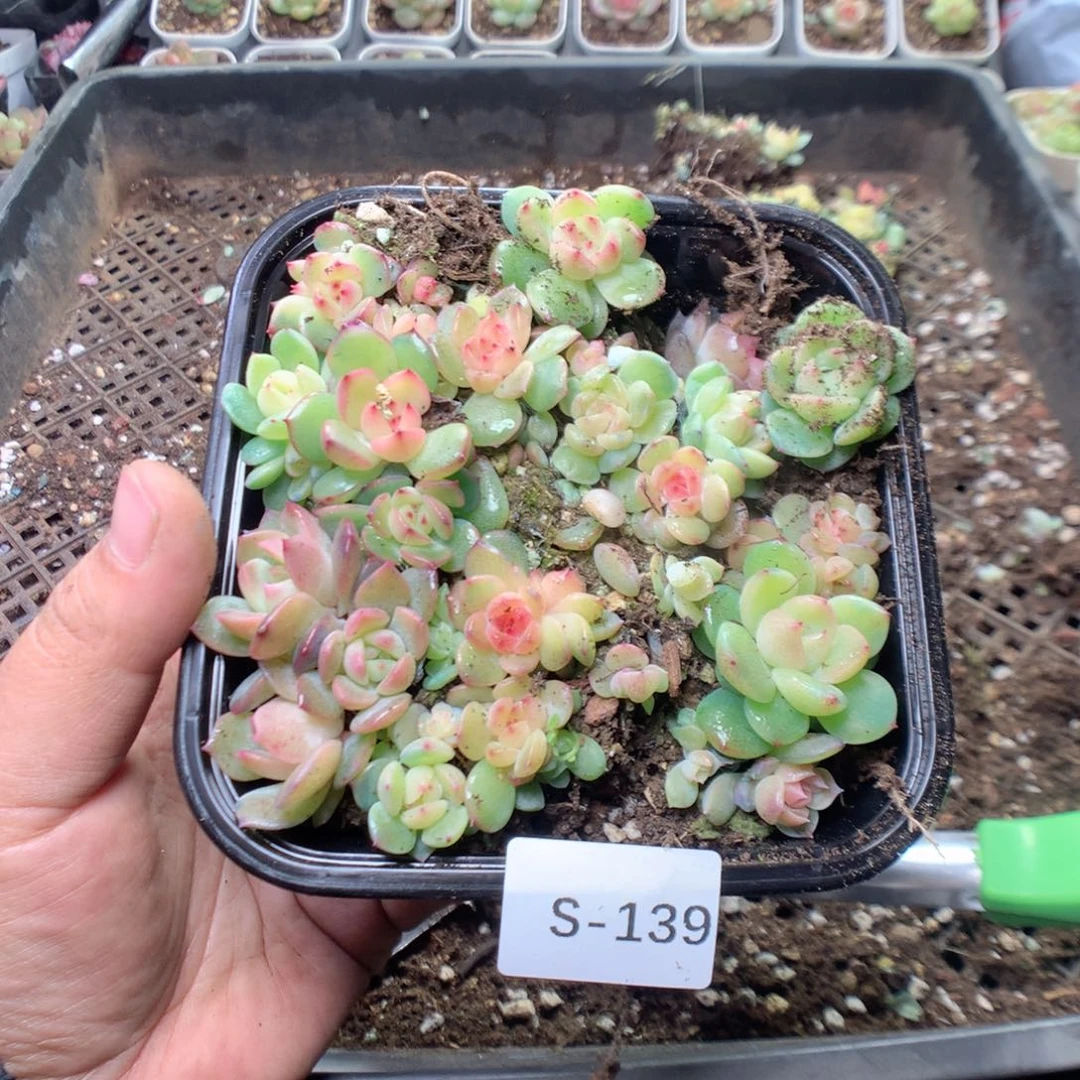 无花朵S139英语英语