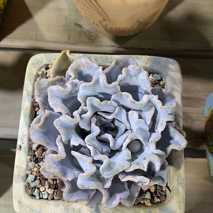 胭脂精品多肉白饺子皮