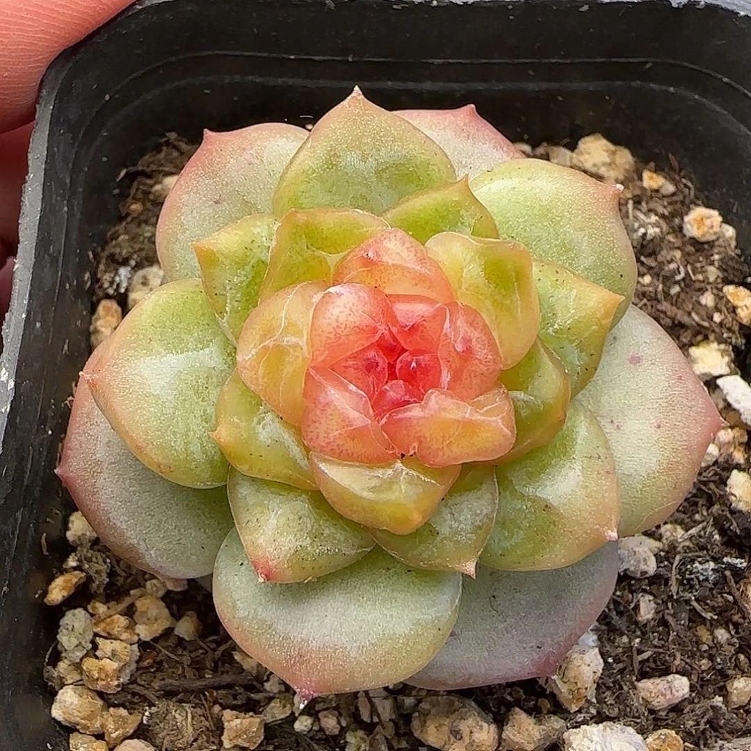 030 【满29包邮非偏远】