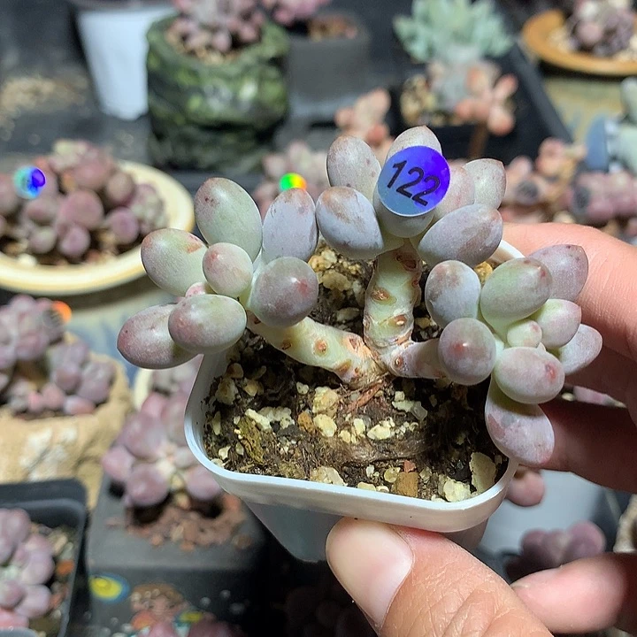 仙子奶酪多肉植物