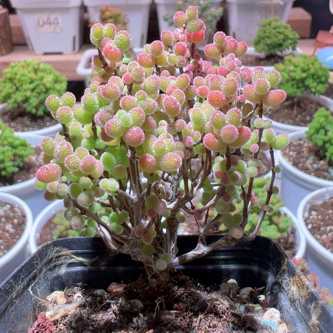 J545蜜橘带盆土发货一物一拍