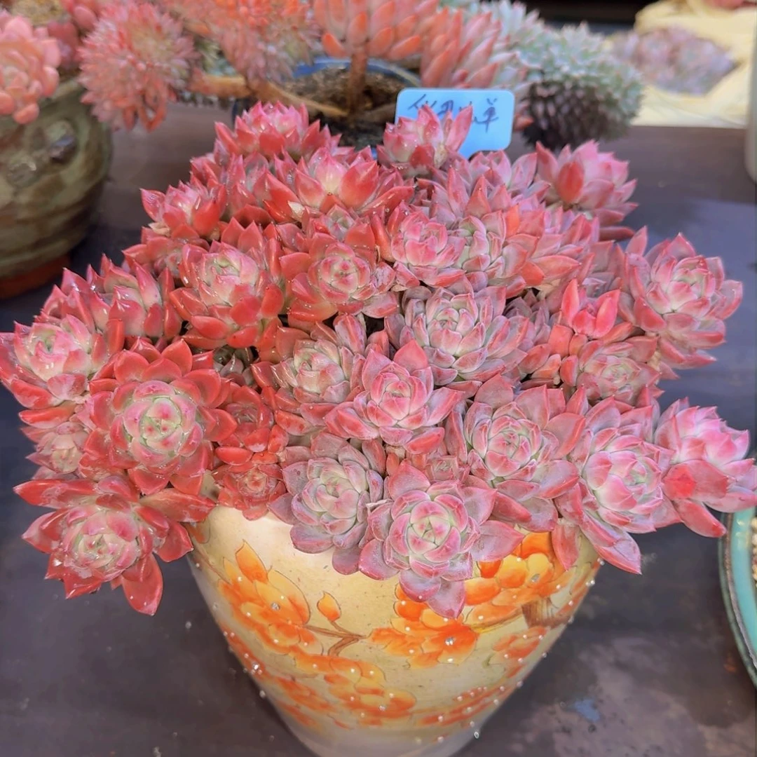 ?*然多肉植物的生长发育和