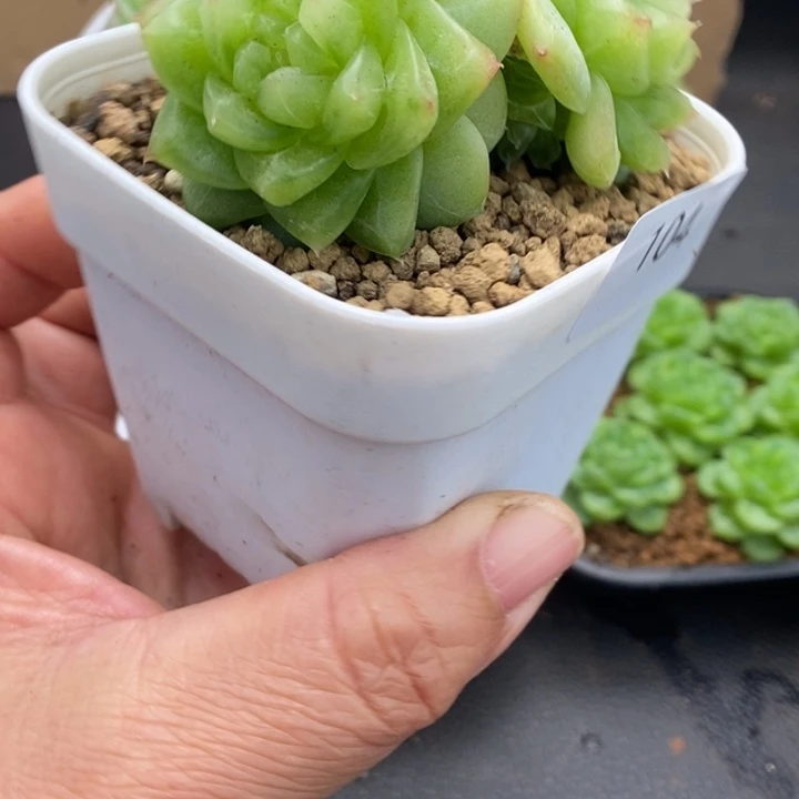 一物一拍一物一拍1109-104