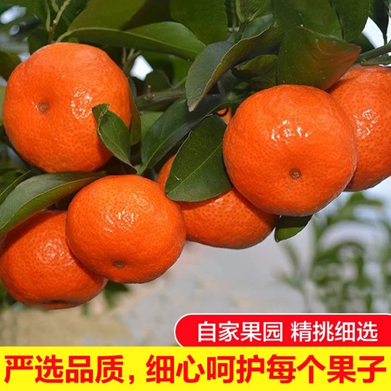 【京东/顺丰】广西砂糖橘小桔子无籽薄皮沙糖桔新鲜应季水果柑橘子