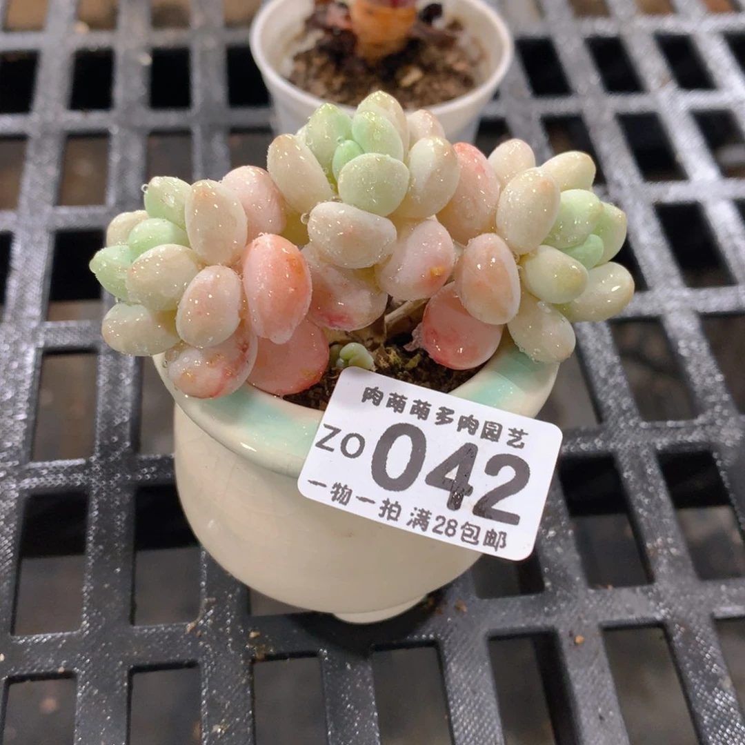肉萌萌拇指盆精控多肉ZO042