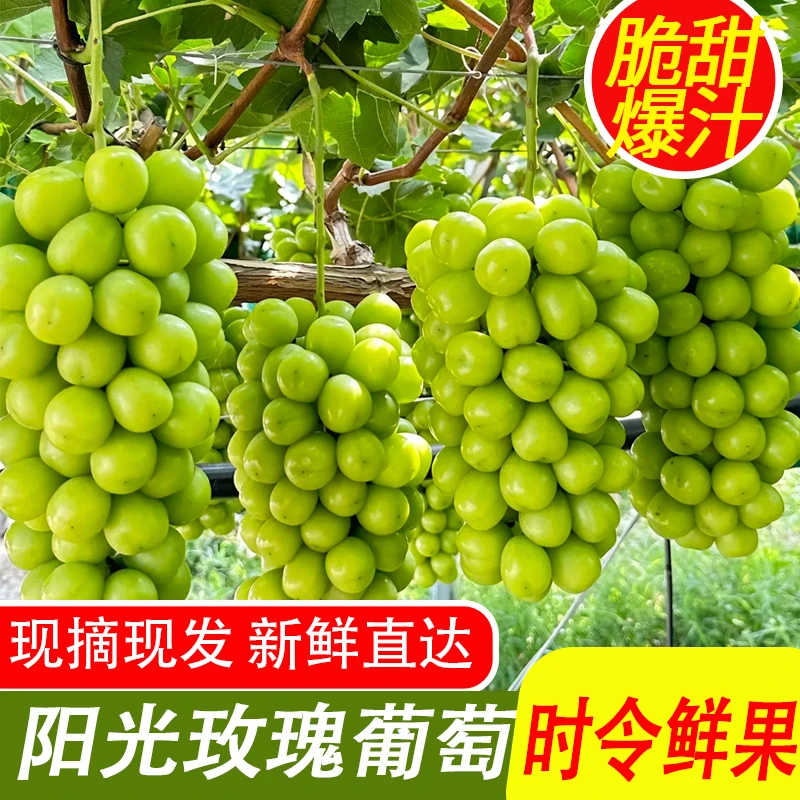 四川新鲜阳光玫瑰葡萄整串脆甜无籽带玫瑰花香应季水果现摘现发