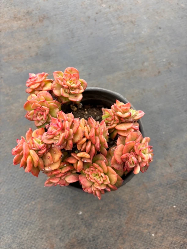 丸叶120盆蜡牡丹】多肉植物 云南基地直发新手阳台养护 脱土发货