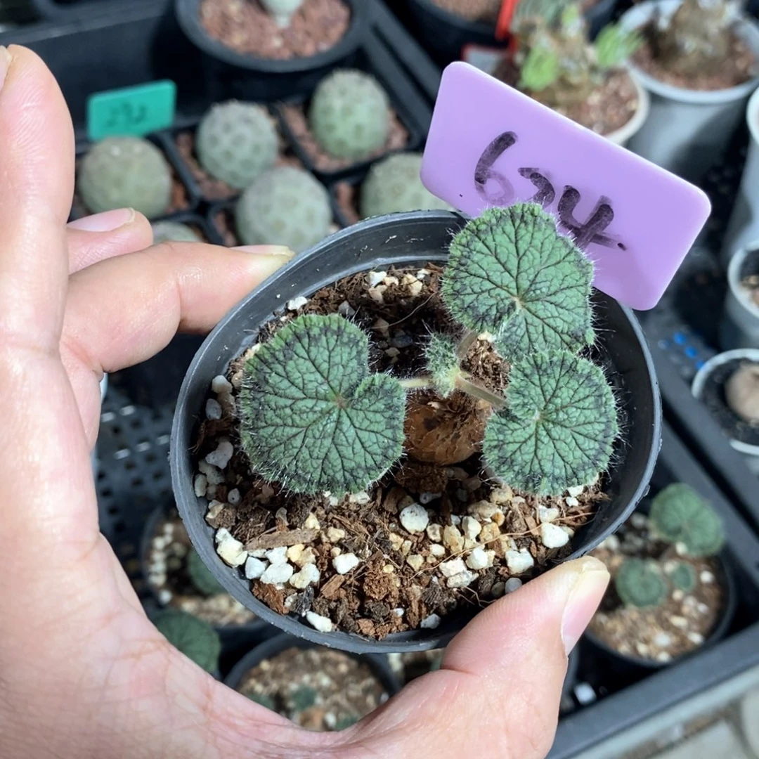 圆叶杨奎多肉植物