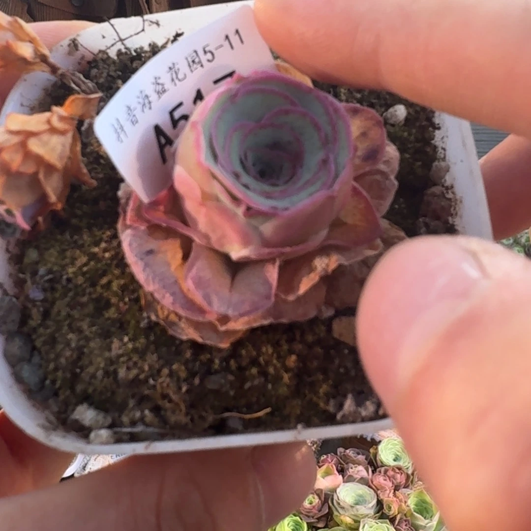 是****A517 福袋链接。