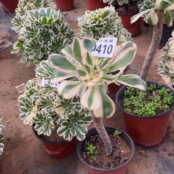 410燕子锦不包断枝