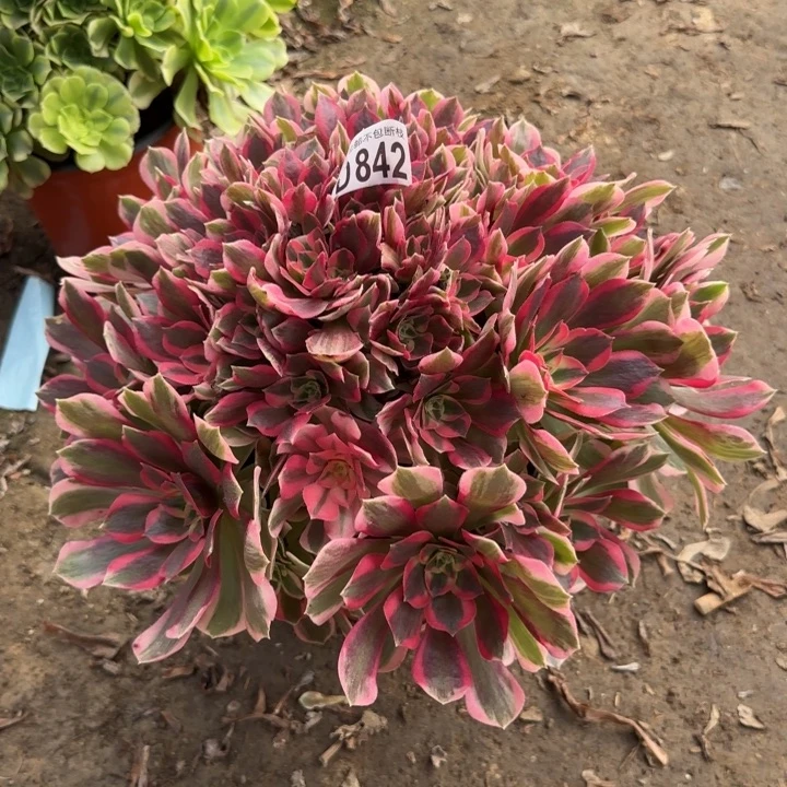 丫***单妖月……多肉植物……