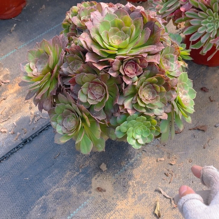 212抹茶法师多肉断枝不售后