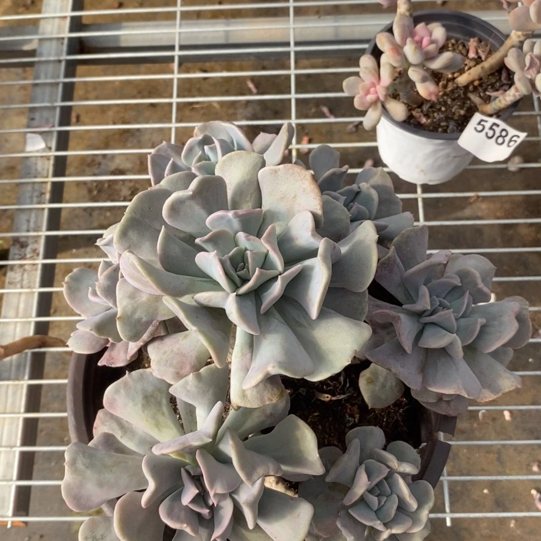 5587雪精灵手捧一物一拍