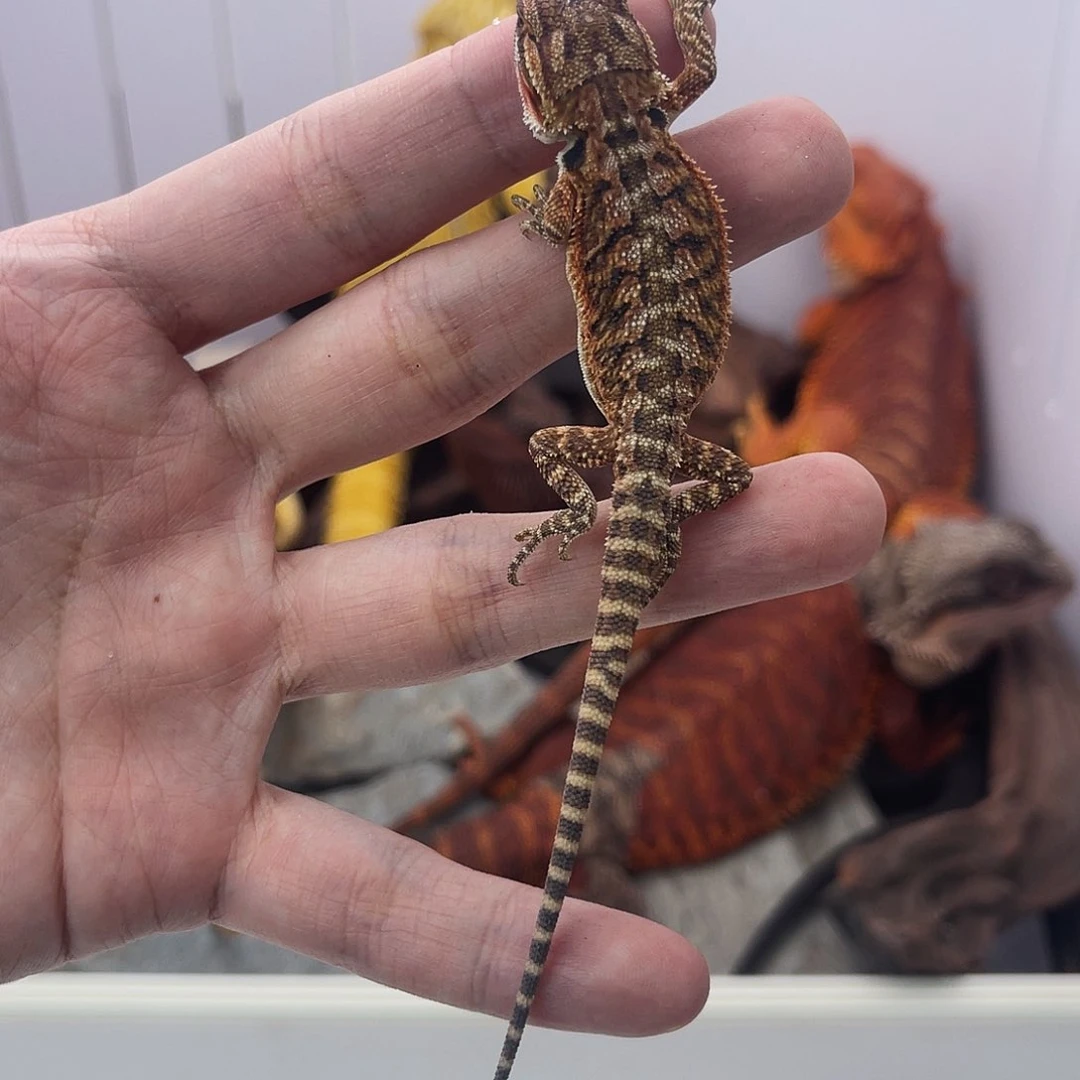 鬃狮蜥鬃狮蜥0011