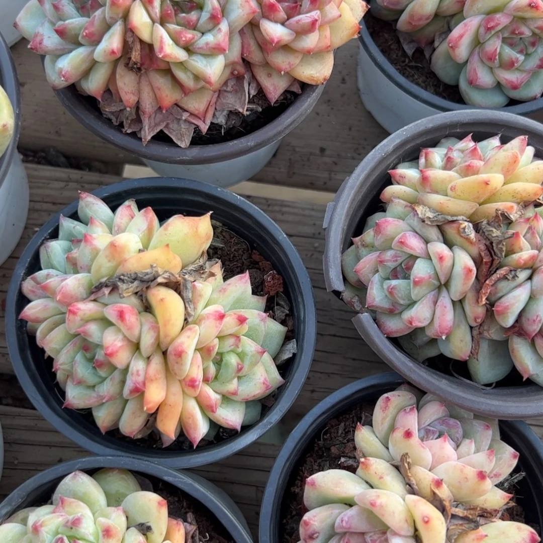 白拉塘群生植物精品