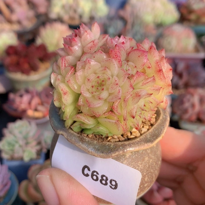 一物一拍含盆土满38包邮C689
