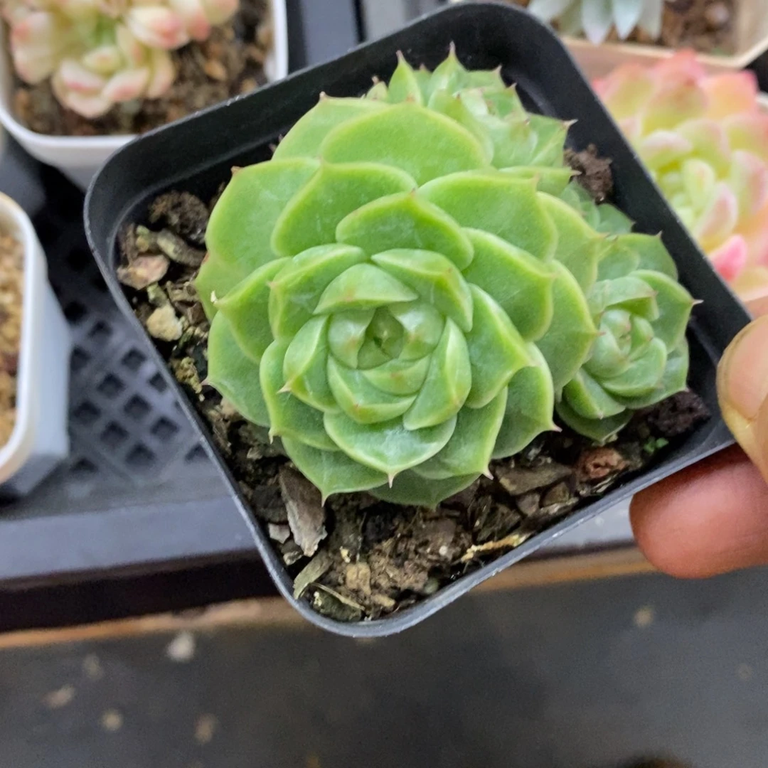 肖***也精品多肉一物一拍不包整57