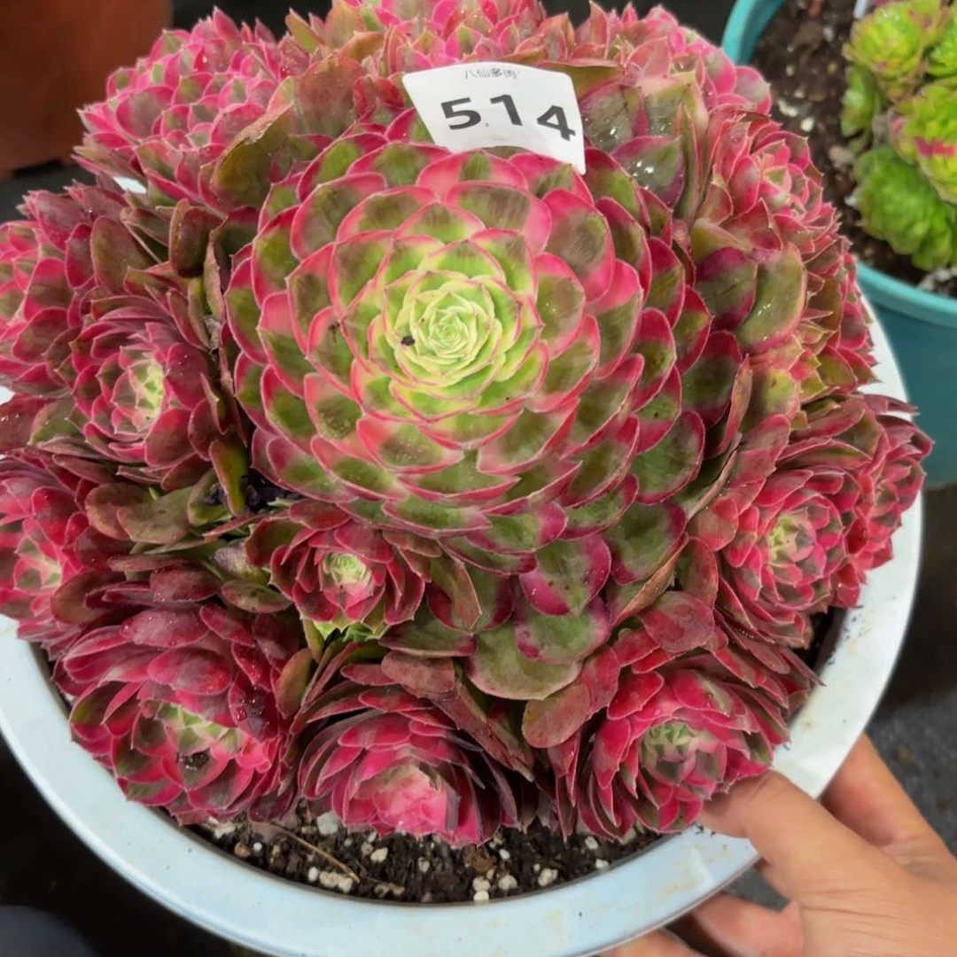 ❀*?514多肉植物孔雀翎