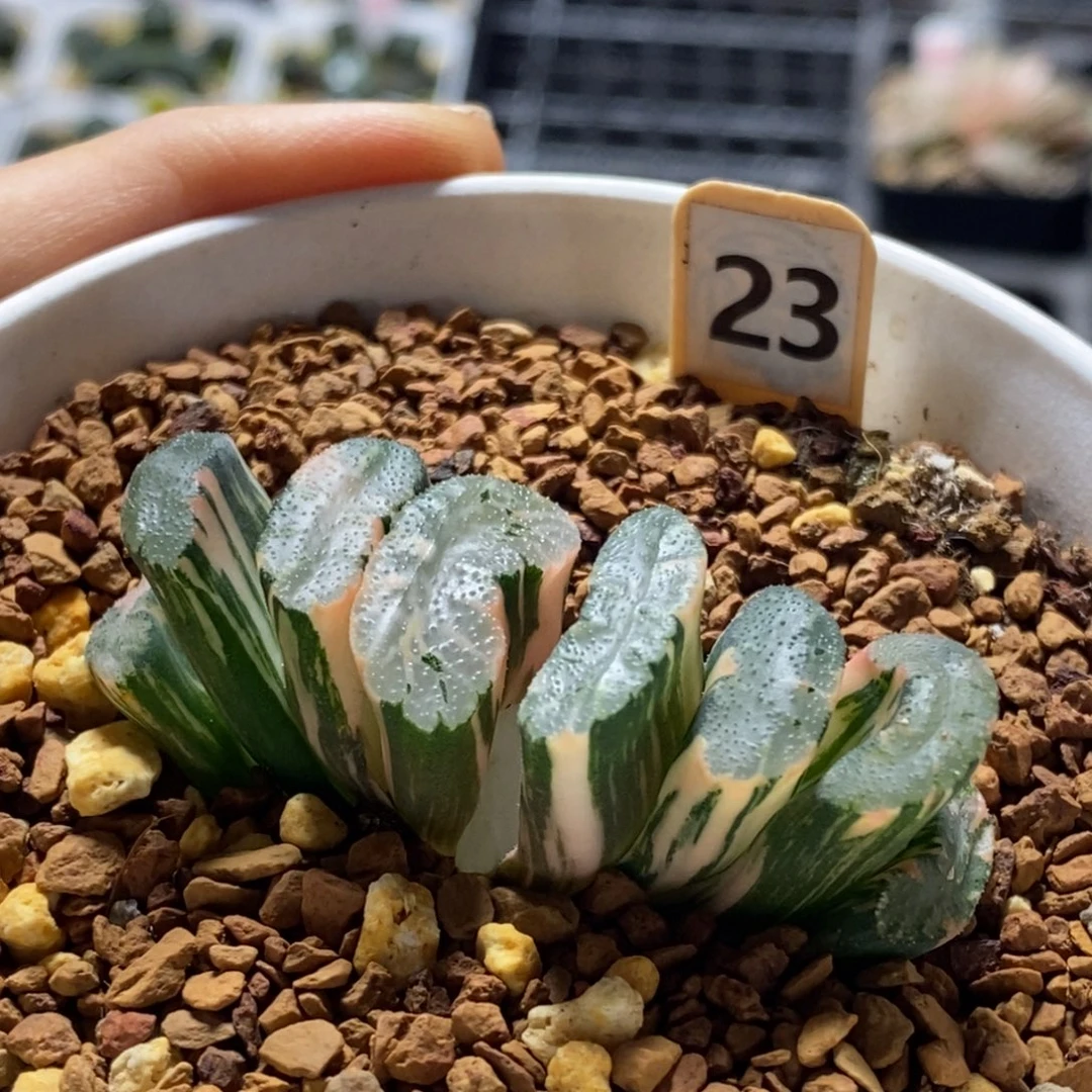 23号玄武玉扇锦多肉