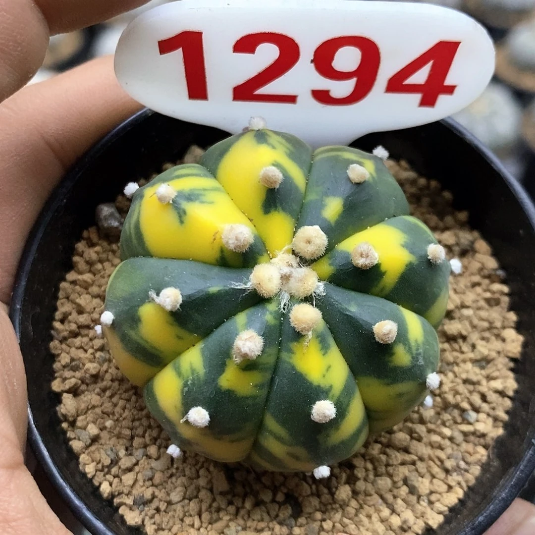 1294虎斑锦福利特价来了啊哈哈