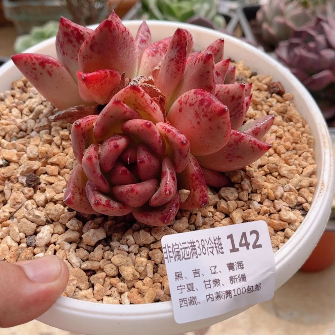 142红颜蜜语德华多肉