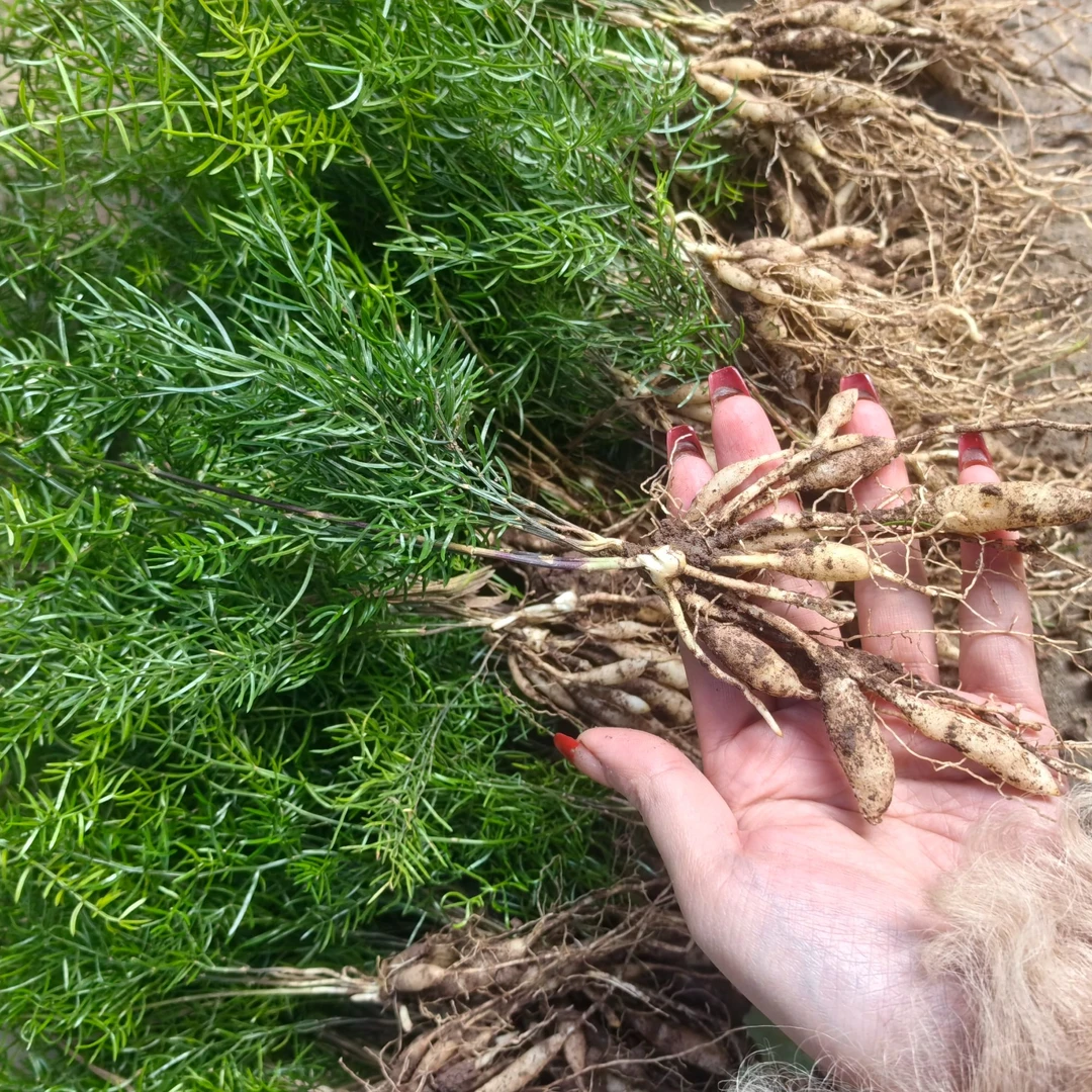 天冬苗二年苗出售，10亩地起拍，提供技术人员上门指导服务