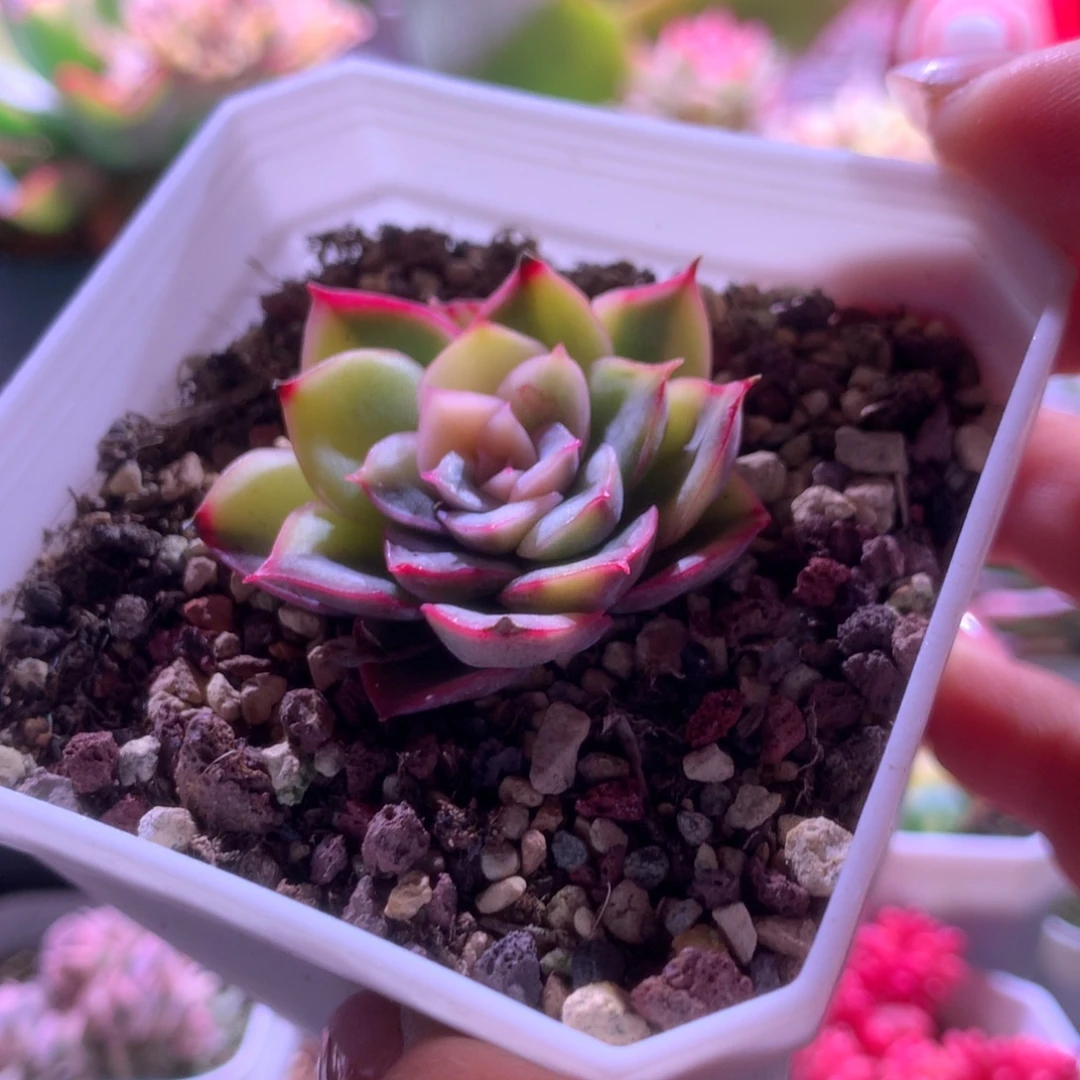 武仙座锦有根有根