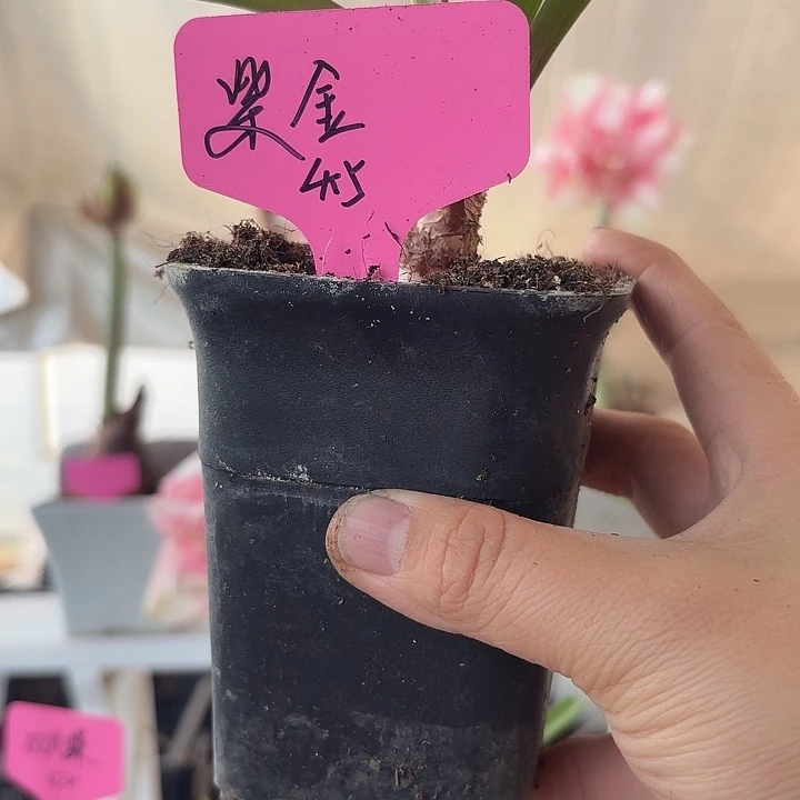 无花朵紫金朱顶红直径4.5