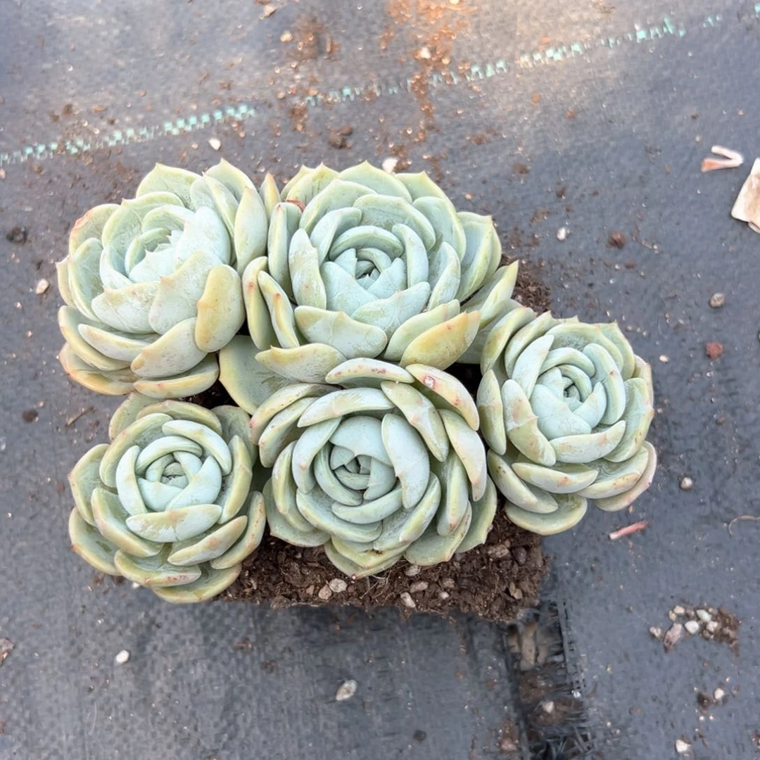 无花朵劳林111111111